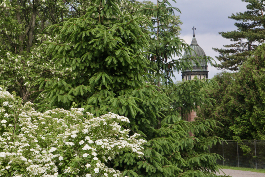 Dome Behind Green Trees #4